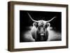 Photography Study Highland Cattle-null-Framed Photographic Print