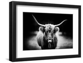 Photography Study Highland Cattle-null-Framed Photographic Print