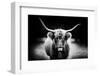 Photography Study Highland Cattle-null-Framed Photographic Print