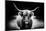 Photography Study Highland Cattle-null-Mounted Photographic Print