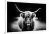 Photography Study Highland Cattle-null-Framed Photographic Print