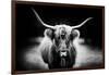 Photography Study Highland Cattle-null-Framed Photographic Print