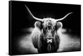 Photography Study Highland Cattle-null-Framed Stretched Canvas