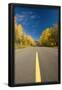 Essential Black