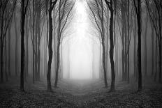 Autumn Woods-PhotoINC-Photographic Print