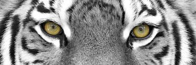 Tiger-PhotoINC-Photographic Print