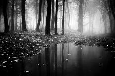 Dark Woods-PhotoINC-Photographic Print