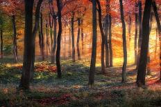 Autumn Woodland Sunrise-Photokes-Framed Stretched Canvas