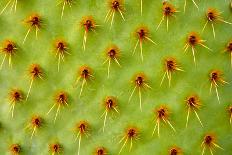 Cactus Macro-photoloni-Framed Stretched Canvas