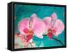 Photomontage of a Pink-Coloured Orchidaceae-Alaya Gadeh-Framed Stretched Canvas