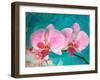 Photomontage of a Pink-Coloured Orchidaceae-Alaya Gadeh-Framed Photographic Print