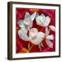 Photomontage of a White Orchidaceae on Red Floralen Ornament with Circle-Alaya Gadeh-Framed Photographic Print