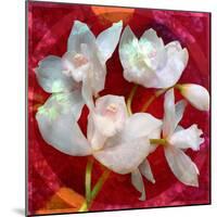 Photomontage of a White Orchidaceae on Red Floralen Ornament with Circle-Alaya Gadeh-Mounted Photographic Print