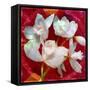 Photomontage of a White Orchidaceae on Red Floralen Ornament with Circle-Alaya Gadeh-Framed Stretched Canvas