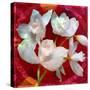 Photomontage of a White Orchidaceae on Red Floralen Ornament with Circle-Alaya Gadeh-Stretched Canvas