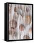 Photomontage of Grass and Mussels-Alaya Gadeh-Framed Stretched Canvas