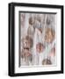 Photomontage of Grass and Mussels-Alaya Gadeh-Framed Photographic Print