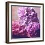 Photomontage of Hyacinths Blossoms and Textures in Pink, Lilacs and Brown Tones-Alaya Gadeh-Framed Photographic Print