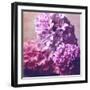 Photomontage of Hyacinths Blossoms and Textures in Pink, Lilacs and Brown Tones-Alaya Gadeh-Framed Photographic Print