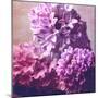 Photomontage of Hyacinths Blossoms and Textures in Pink, Lilacs and Brown Tones-Alaya Gadeh-Mounted Photographic Print