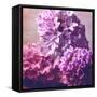 Photomontage of Hyacinths Blossoms and Textures in Pink, Lilacs and Brown Tones-Alaya Gadeh-Framed Stretched Canvas