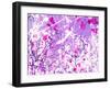 Photomontage of Trees in Purple Tones-Alaya Gadeh-Framed Photographic Print