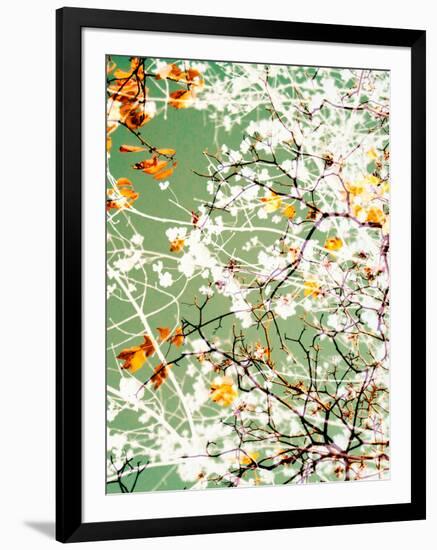 Photomontage of Trees-Alaya Gadeh-Framed Photographic Print