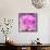 Photomontage of Two Blossoms in Pink Ones-Alaya Gadeh-Framed Stretched Canvas displayed on a wall