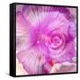 Photomontage of Two Blossoms in Pink Ones-Alaya Gadeh-Framed Stretched Canvas