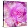 Photomontage of Two Blossoms in Pink Ones-Alaya Gadeh-Stretched Canvas