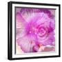 Photomontage of Two Blossoms in Pink Ones-Alaya Gadeh-Framed Photographic Print