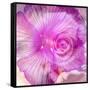 Photomontage of Two Blossoms in Pink Ones-Alaya Gadeh-Framed Stretched Canvas