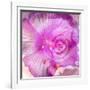 Photomontage of Two Blossoms in Pink Ones-Alaya Gadeh-Framed Photographic Print