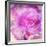 Photomontage of Two Blossoms in Pink Ones-Alaya Gadeh-Framed Photographic Print