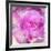 Photomontage of Two Blossoms in Pink Ones-Alaya Gadeh-Framed Photographic Print