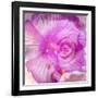 Photomontage of Two Blossoms in Pink Ones-Alaya Gadeh-Framed Photographic Print