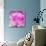 Photomontage of Two Blossoms in Pink Ones-Alaya Gadeh-Mounted Photographic Print displayed on a wall