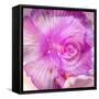 Photomontage of Two Blossoms in Pink Ones-Alaya Gadeh-Framed Stretched Canvas