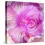 Photomontage of Two Blossoms in Pink Ones-Alaya Gadeh-Stretched Canvas