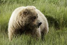 Grizzly Bear-Photos by Miller-Framed Stretched Canvas