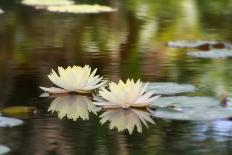 Two Lilies Floating in a Pond-PhotosByCookie-Photographic Print