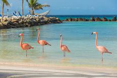 Two Flamingos on the Beach-PhotoSerg-Framed Photographic Print