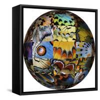 Photoshop designed globe with grouping of butterfly wing close-up-Darrell Gulin-Framed Stretched Canvas