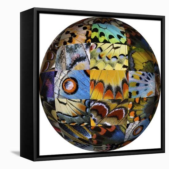 Photoshop designed globe with grouping of butterfly wing close-up-Darrell Gulin-Framed Stretched Canvas