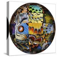 Photoshop designed globe with grouping of butterfly wing close-up-Darrell Gulin-Stretched Canvas