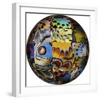 Photoshop designed globe with grouping of butterfly wing close-up-Darrell Gulin-Framed Premium Photographic Print