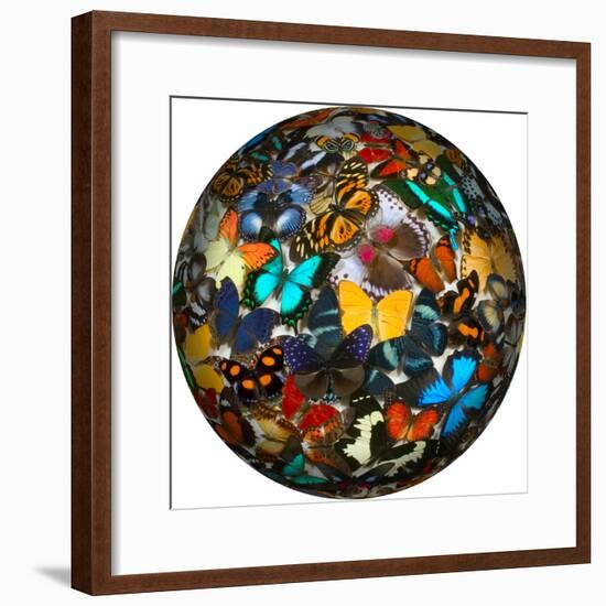 Photoshop designed globe with numerous butterfly photographs-Darrell Gulin-Framed Premium Photographic Print