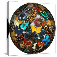 Photoshop designed globe with numerous butterfly photographs-Darrell Gulin-Stretched Canvas