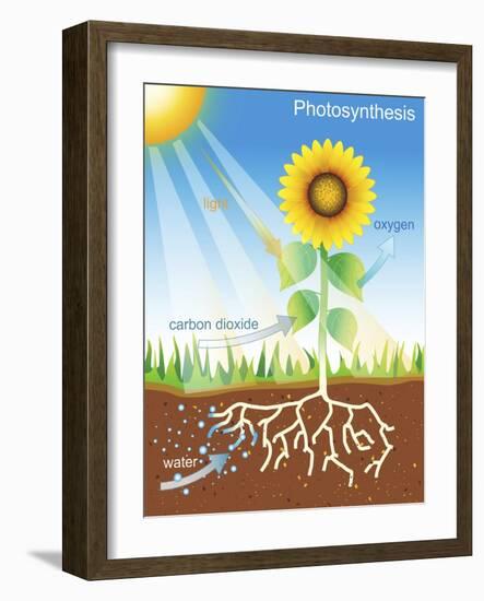 Photosynthesis, Illustration-David Nicholls-Framed Photographic Print