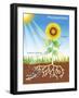 Photosynthesis, Illustration-David Nicholls-Framed Photographic Print